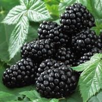 Продам замороженую ежевику Экстра класса! Органик стандарт