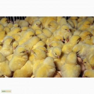 Бройлер, Іспанка, Редбро, Мастер, Долматинець, Геркулес, Триколор