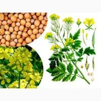 Куплю білу гірчицю