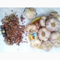 Продам воздушку первая репродукция Харьковский фиолетовый, Любаша, Херсонска обл