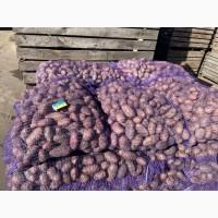 Продам Посадкову картоплю! О Н О В Л Е Н О