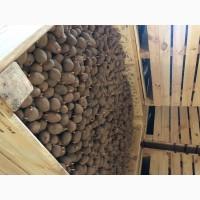 Продам Посадкову картоплю! О Н О В Л Е Н О