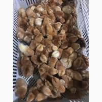 Продам суточні курчата мясо-яєчних порід