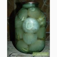 Настойка гриба веселка