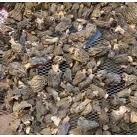 Продам сушение сморчки