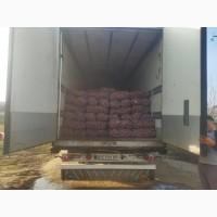 Куплю Картоплю ОПТ Україна