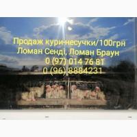 Продаж курка-несучка 14міс (Ломан Сенді, Ломан Браун)