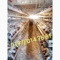 Продаж курка-несучка 14міс (Ломан Сенді, Ломан Браун)
