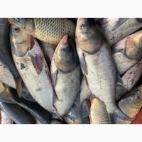 Продам живую рибу, крупний та дрібний опт