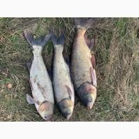 Продам живую рибу, крупний та дрібний опт