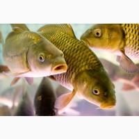 Продам живую рибу, крупний та дрібний опт