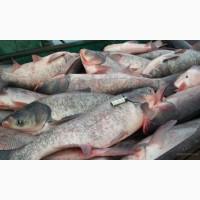 Продам живую рибу, крупний та дрібний опт