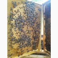 Оголошення!!! Продам бджолопакети на весні українська степова