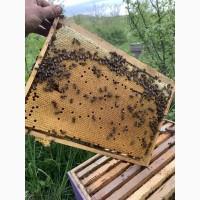 Оголошення!!! Продам бджолопакети на весні українська степова