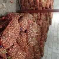 Продам цибулю на перо