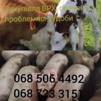 Куплю корови бики телиці коні