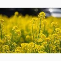 Куплю Ріпак без ГМОпо всій Україні