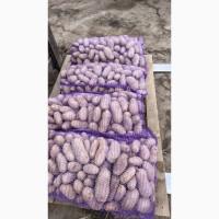 Продам картошку/картоплю Гранада, Мелоді