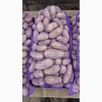 Продам картошку/картоплю Гранада, Мелоді