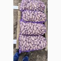 Продам картошку/картоплю Гранада, Мелоді