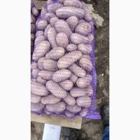 Продам картошку/картоплю Гранада, Мелоді