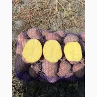 Продам товарну картоплю сорту Беллароза. Крупний опт від 10 тонн