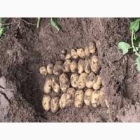 Насіннєва картопля Гранада Вінниця і область купити, роздріб від 10 кг