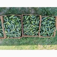 Продам огірок