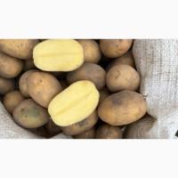 Продам картоплю, сорт Тайфун і Партнер