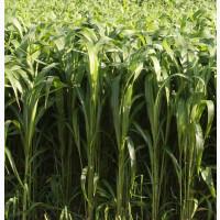 Сорго суданський гібрид Кадан 19, середньостиглий