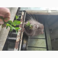 Продам нутрію хлопчик