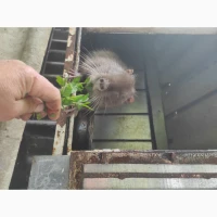 Продам нутрію хлопчик