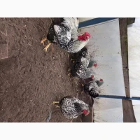Інкубаційні яйця породистих курей