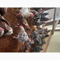 Інкубаційні яйця породистих курей