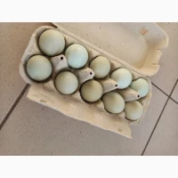 Інкубаційні яйця породистих курей