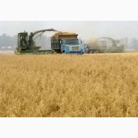 Вигідно купимо врожай 2025 -2026 Пшениця кукурудза