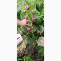 Продам ягоди малини
