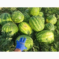 Продам Кавун Талісман Уманський р-н, Черкаська обл