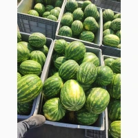 Продам Кавун Талісман Уманський р-н, Черкаська обл