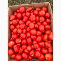 Продам помідор сливку Петра роса