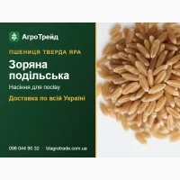 Насіння твердої ярої пшениці Зоряна подільська для посіву - доставка по Україні