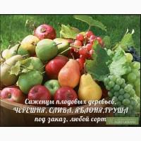 Черешя, слива, яблоня и др. (саженцы) продажа под заказ - любой сорт