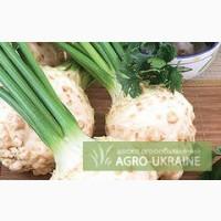Продам корень сельдерея