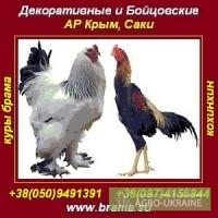 Породистые куры Брама, яйцо, цыплята. АР Крым