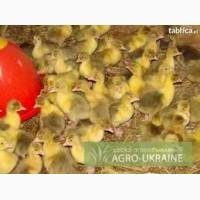 ТОВ «Мулард Україна» реалізує каченята кросу ПЕКІН з Франції.