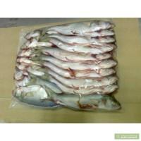Рыба морская черноморская. Мясо рапаны.