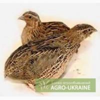 Продам оптом срочно несушки перепелов (фараон)