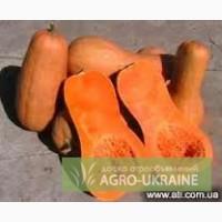 Тыква кормовая.