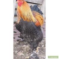 Когути Брама