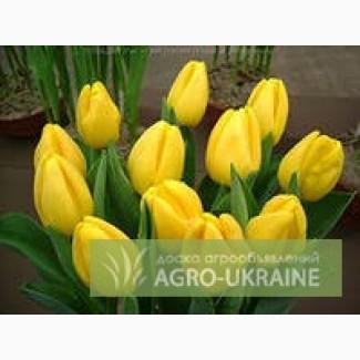 Опт тюльпанов к 8 марта